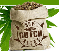 Buy Dutch Seeds